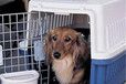 宠物托运）恩施靠谱的宠物托运宠物托运公司