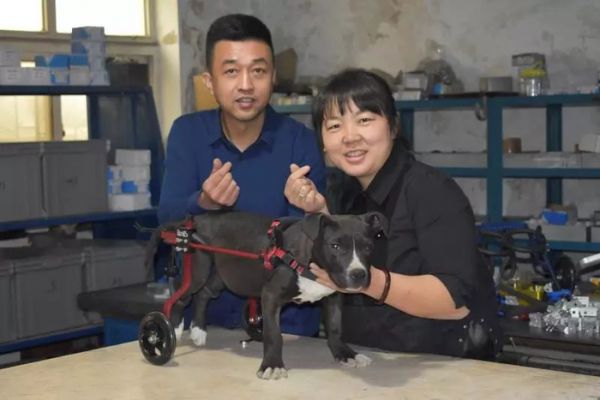 13年，我为上万只残疾动物做轮椅