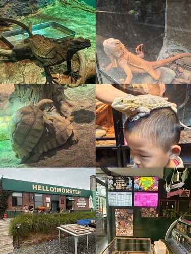 探秘爬虫馆，解锁神奇动物世界