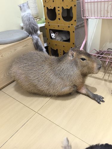 大水豚太可爱了