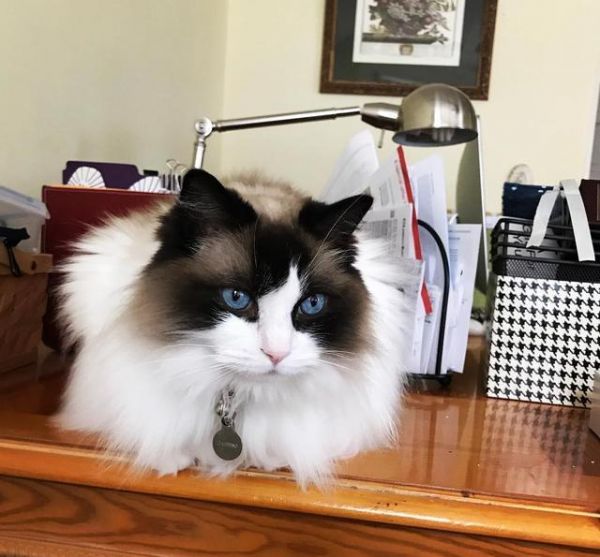 喵星人那些事，为什么有的猫咪逮到猎物后会先折磨一番