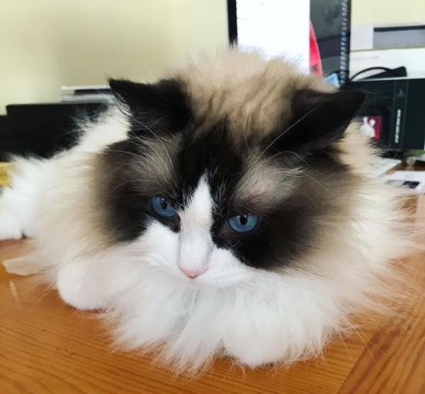 喵星人那些事，为什么有的猫咪逮到猎物后会先折磨一番