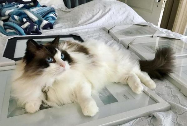 喵星人那些事，为什么有的猫咪逮到猎物后会先折磨一番