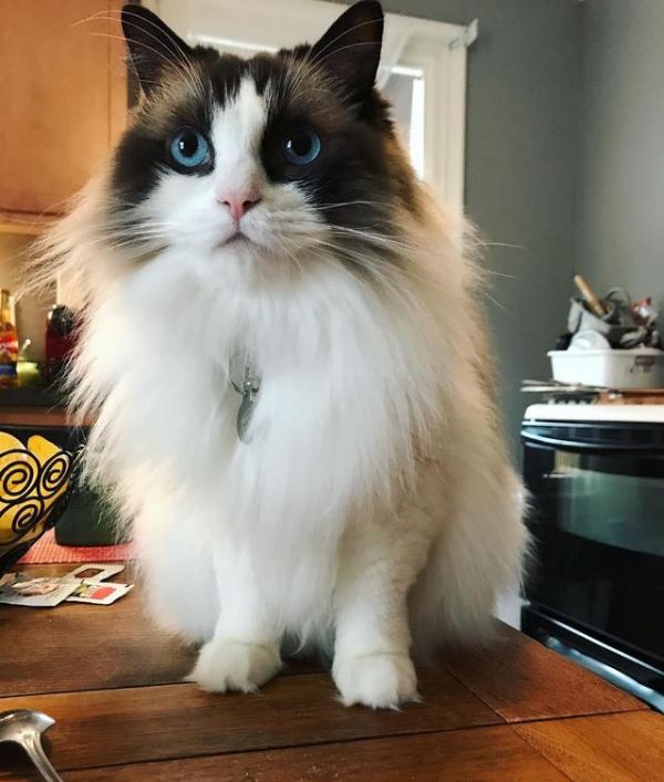 喵星人那些事，为什么有的猫咪逮到猎物后会先折磨一番