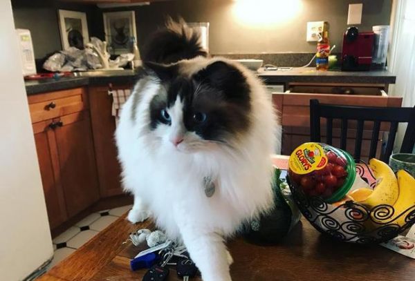 喵星人那些事，为什么有的猫咪逮到猎物后会先折磨一番