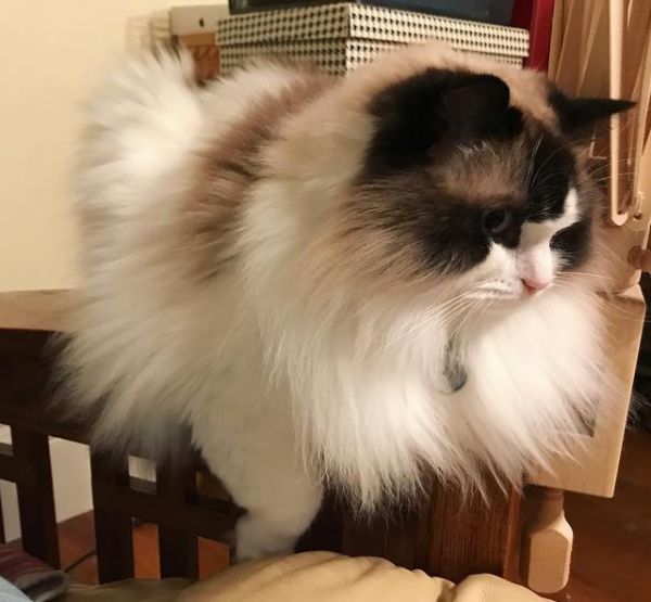 喵星人那些事，为什么有的猫咪逮到猎物后会先折磨一番