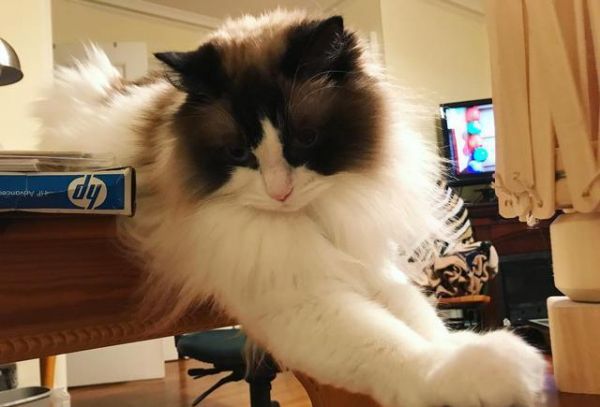 喵星人那些事，为什么有的猫咪逮到猎物后会先折磨一番