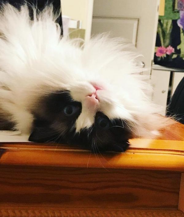 喵星人那些事，为什么有的猫咪逮到猎物后会先折磨一番