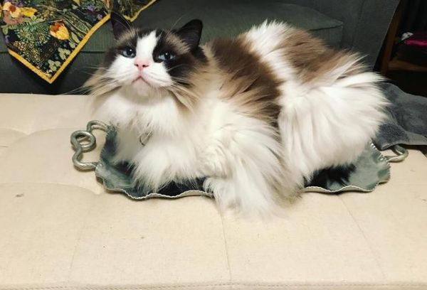 喵星人那些事，为什么有的猫咪逮到猎物后会先折磨一番