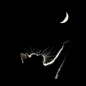 猫肥狗壮辉哥宠物头像