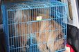 丹东托运公司-客车托运狗上门寄送