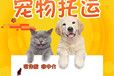 丹东猫咪宠物托运航空宠物运输