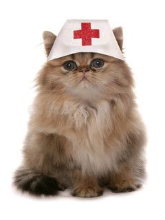 护士帽小猫