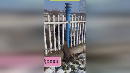 东北神兽“傻狍子”偷吃白菜，热心大哥翻墙将其解救