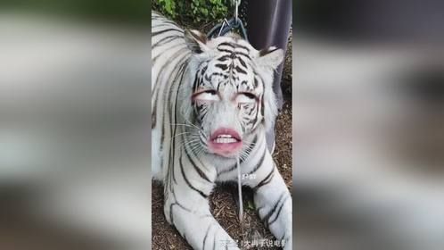 这胡子说拔就拔了我不要面子的么
