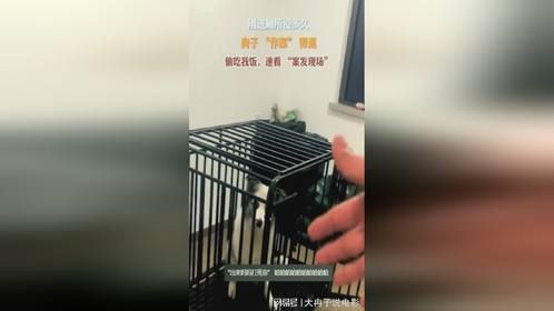 刚进厕所没多久，狗子 “作案” 得逞，主人：出来我打你