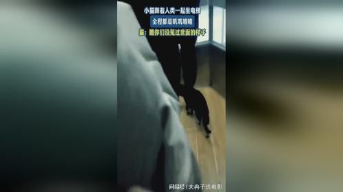 小猫跟着人类一起坐电梯，全程都是叽叽喳喳，猫：没见过世面