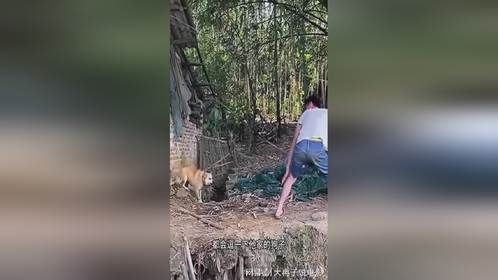 小伙逗狗玩，胆子真大