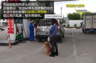 宠物汽运，轻松接宠攻略！