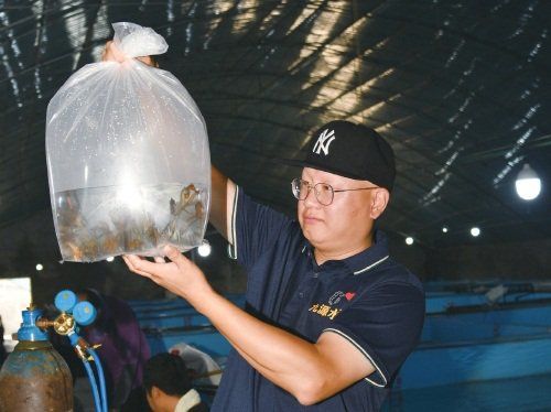 　　养殖企业工作人员在观察海马长势。　中国渔业报记者　胡婧　摄