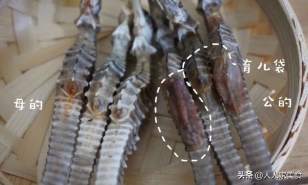 海马为何分公母？要怎么吃？