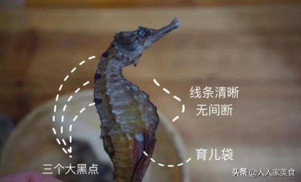 海马为何分公母？要怎么吃？