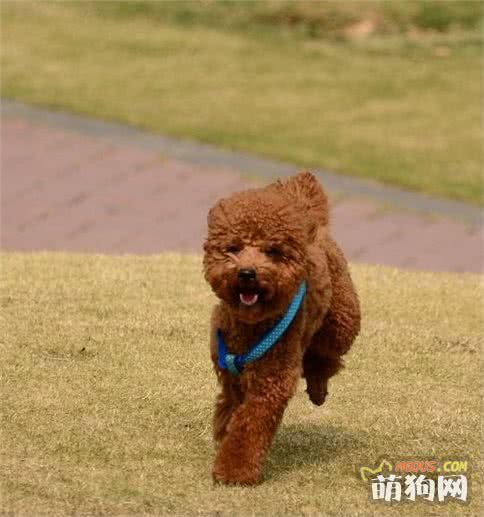 世界最聪明的五大狗狗排行榜，它霸气坐稳第一