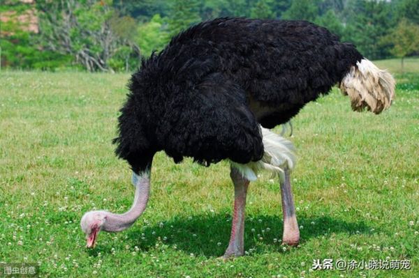 鹦鹉在鸟类中最聪明？别太小看鸟的智商啦！