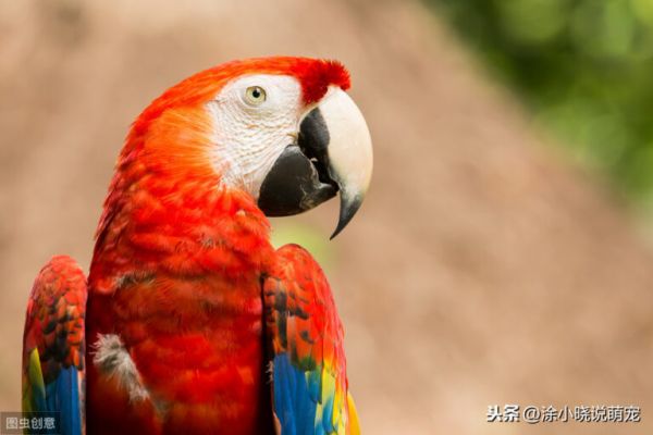 鹦鹉在鸟类中最聪明？别太小看鸟的智商啦！