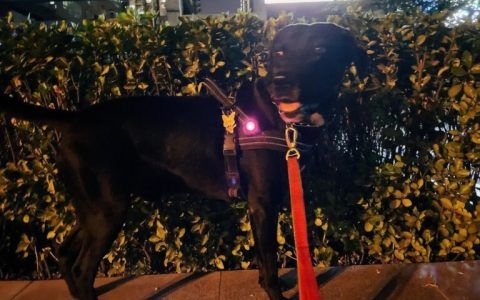 为什么有的人大半夜去遛狗？一文书写城市养狗人的心酸