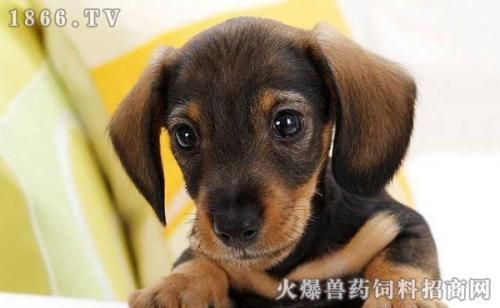 犬冠与细小，鉴别诊断小技巧！