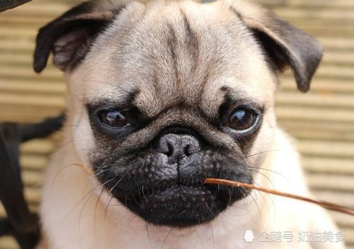 了解狗狗消化道出血的症状与防治方法
