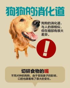 了解狗狗消化道出血的症状与防治方法