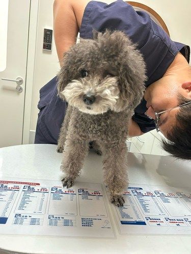 带我们家小潦草来做检查咯
