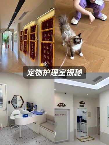 苏州这家宠物医院太顶了！我家逆子居然没炸毛。