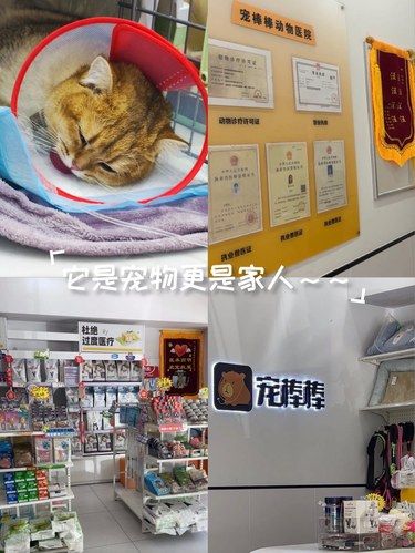 养宠物真的是一种付出和责任～推荐一家不错医院