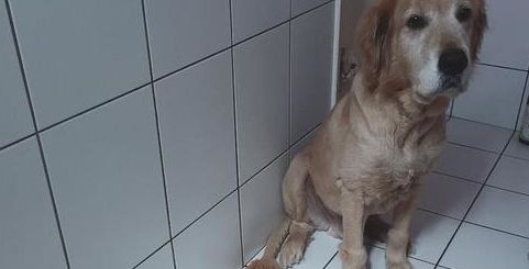 主人给狗洗澡，6只猫咪进浴室围观，网友：真是太操心了