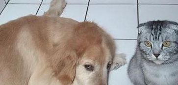 主人给狗洗澡，6只猫咪进浴室围观，网友：真是太操心了