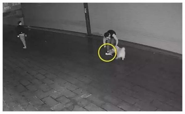 宠物狗和流浪猫打架, 狗主人的做法激起公愤！