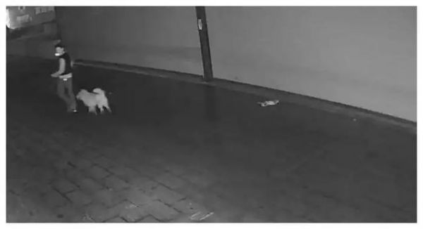 宠物狗和流浪猫打架, 狗主人的做法激起公愤！