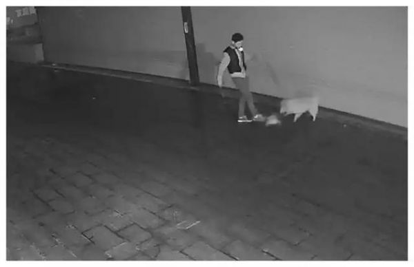 宠物狗和流浪猫打架, 狗主人的做法激起公愤！