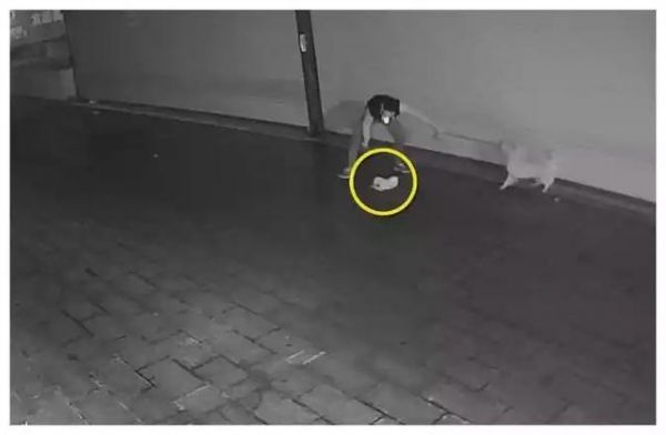 宠物狗和流浪猫打架, 狗主人的做法激起公愤！