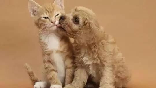 宠物狗和流浪猫打架, 狗主人的做法激起公愤！