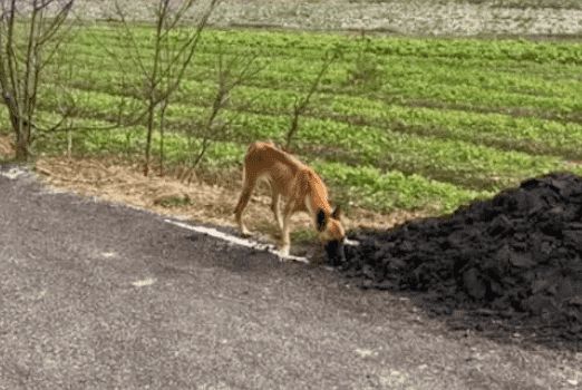 牙齿被剪瘦成排骨的马犬，流浪街头捡垃圾吃，没价值了就被遗弃？
