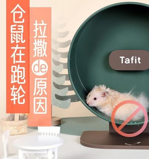 解决仓鼠跑轮声音太大的4种方法（让你的仓鼠跑轮秒开静音模式）