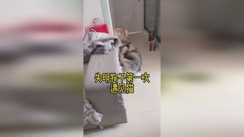 这是失明的狗今生第一次遇到喵星人