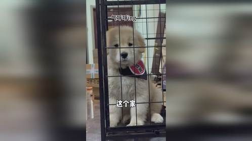 小莫：我想吃罐罐，我爸说我是煤气罐罐！
