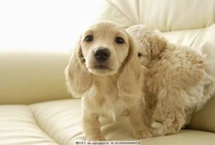 运动后多久测狗狗体温?#宠物健康小贴士#