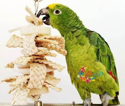 墨鱼骨对鹦鹉的营养益处：简单易行喂食指南