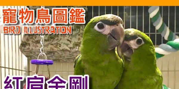 红肩金刚鹦鹉的全面饲养指南（养护、喂食、培育技巧，如何打造一个健康快乐的金刚鹦鹉家族）